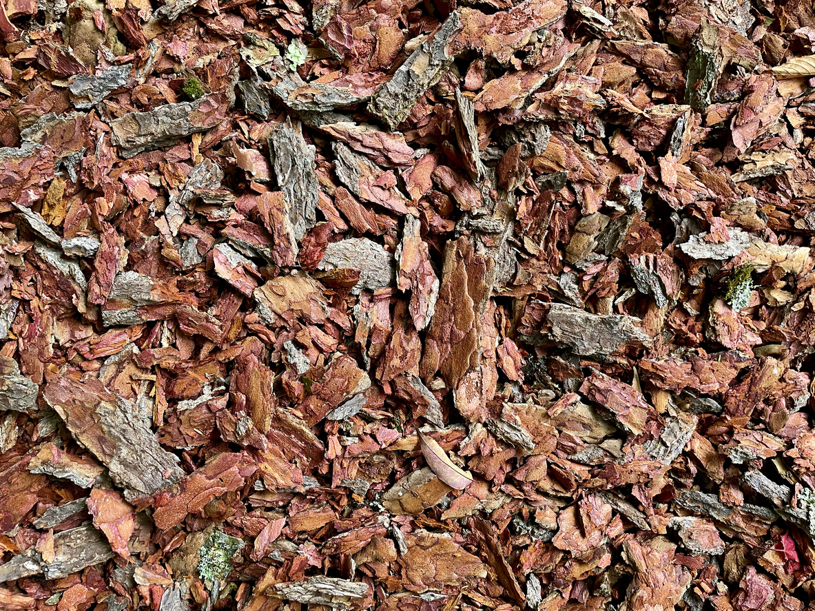 Pine bark mulch is made from the shredded bark of pine trees. In some cases, though, the bark of other evergreens, like fir and spruce, may be added into pine bark mulch. Pine bark mulch is ideal for landscaping.