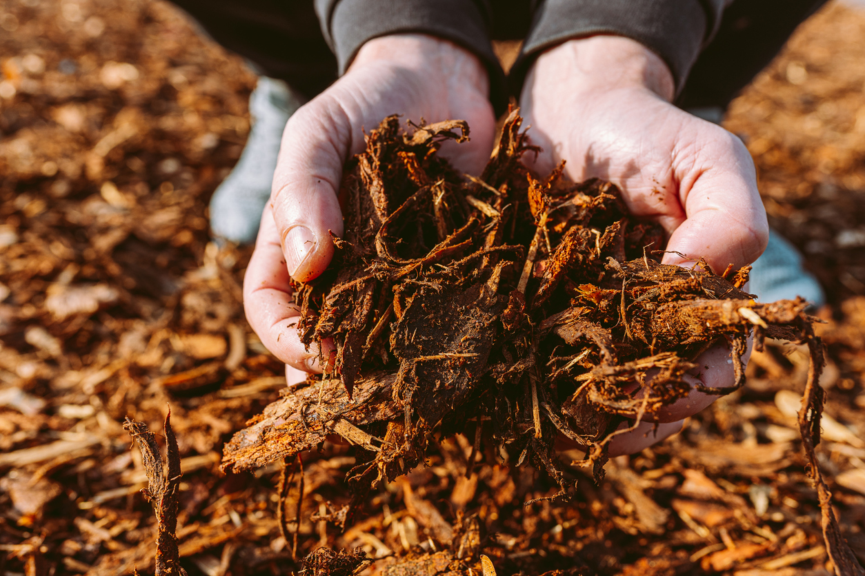 man holding pile of wood chip mulch recycled, shredded tree bark and leftovers